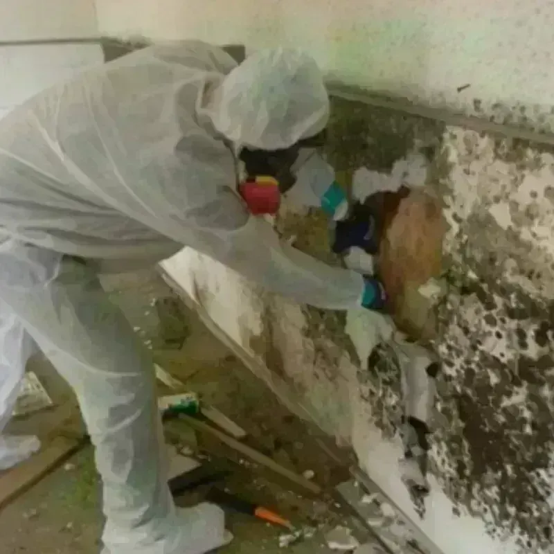 Mold Remediation and Removal in Cumberland County, VA